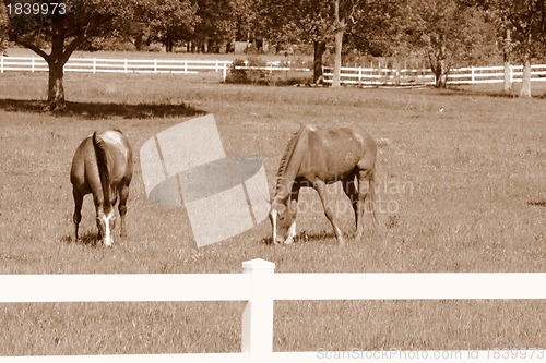 Image of Two horses grazing in the field in sepia