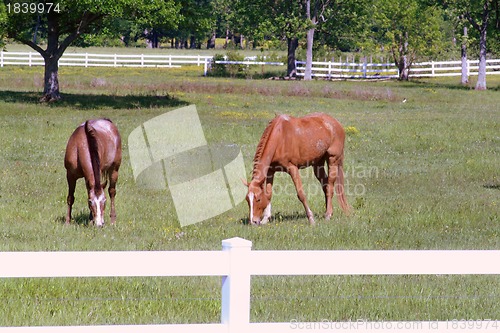 Image of Two horses grazing in the field