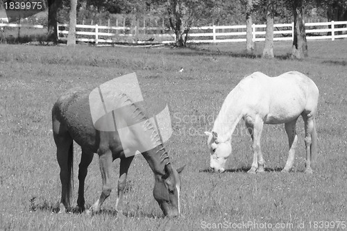 Image of Two horses grazing