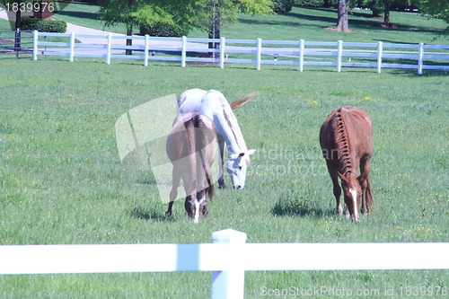 Image of Horses in the pasture