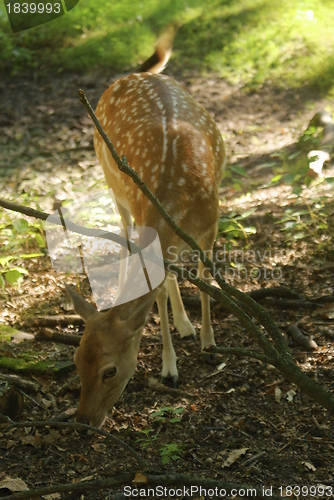 Image of Reh