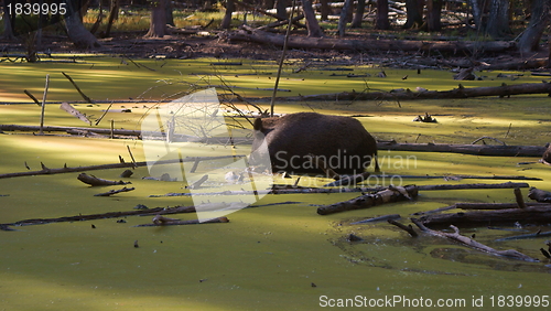 Image of Wildschwein