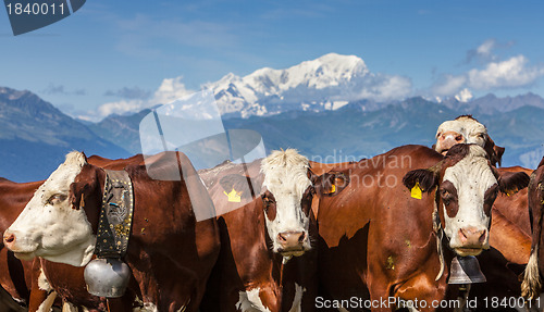 Image of Portrait of Cows