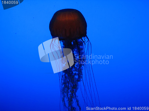 Image of Jellyfish