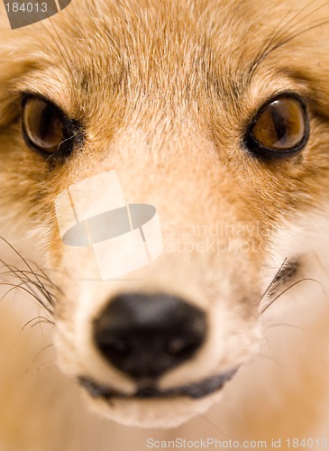 Image of Stuffed Fox (Close View)