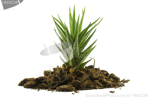 Image of Succulent grows from the soil