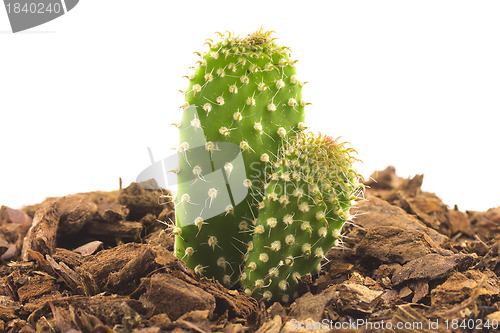 Image of Cactus growing out of the soil