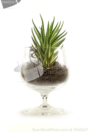 Image of Succulent in a beaker filled with soil