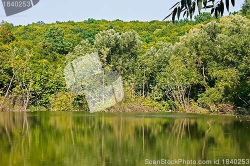 Image of Forest over the lake