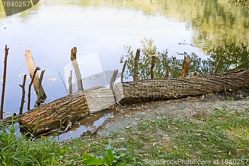 Image of Wooden logs on the bank