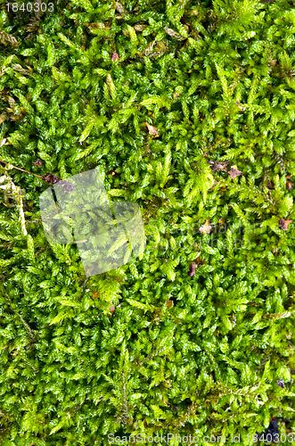 Image of Macro detail of forest moss floor natural ground. 