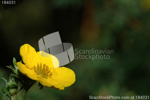 Image of Potentilla goldfinger # 01
