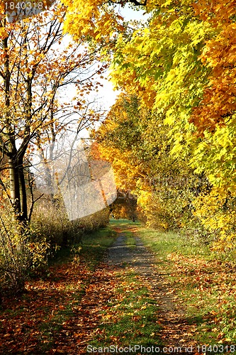 Image of way in the park 