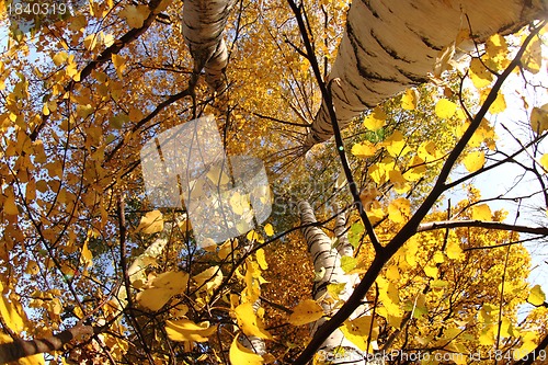 Image of autumn tree 