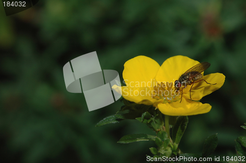 Image of Potentilla goldfinger # 02