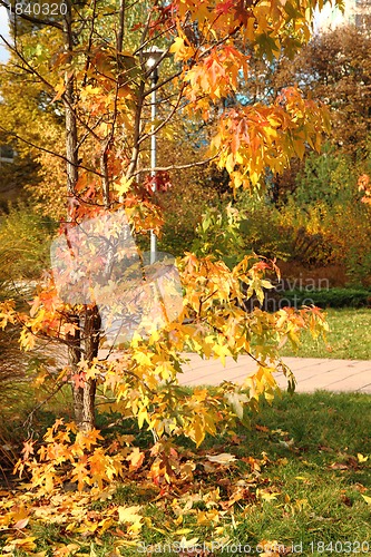 Image of autumn tree 