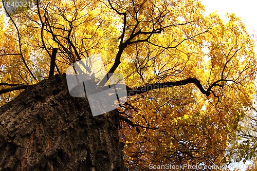 Image of autumn tree 