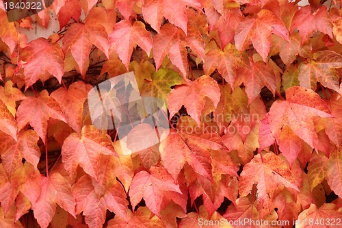 Image of color autumn leaves