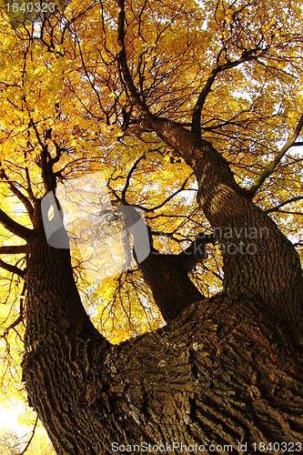 Image of autumn tree 