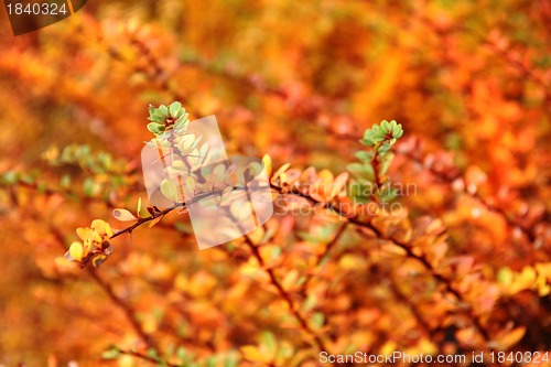 Image of color autumn leaves