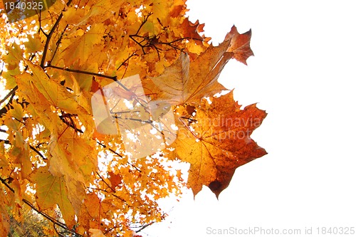 Image of color autumn leaves