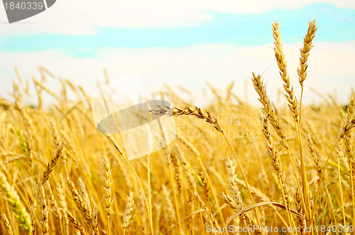 Image of wheat field