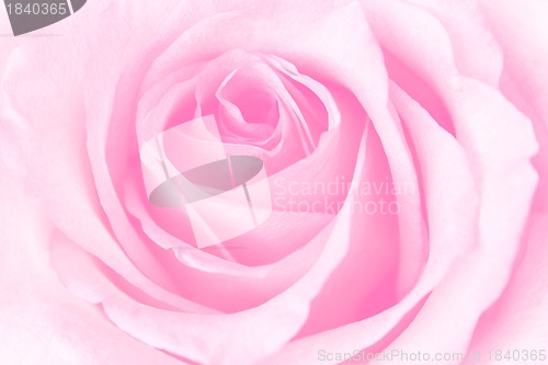 Image of Beautiful Pink Rose