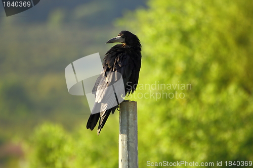 Image of corvus frugilegus