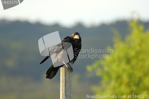 Image of crow on a pillar