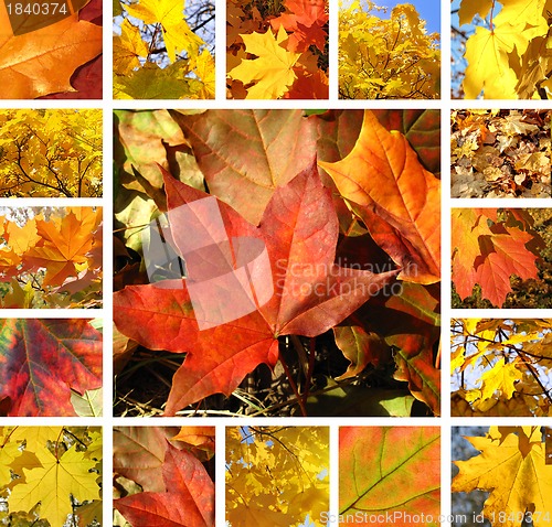 Image of Autumn collage 