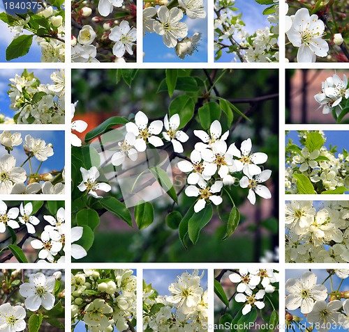 Image of Spring trees collage