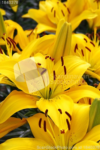 Image of Beautiful Yellow Lily