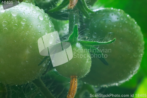 Image of Green tomatoes