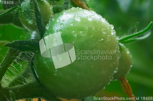 Image of Green tomatoes