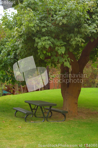 Image of Tree over bench