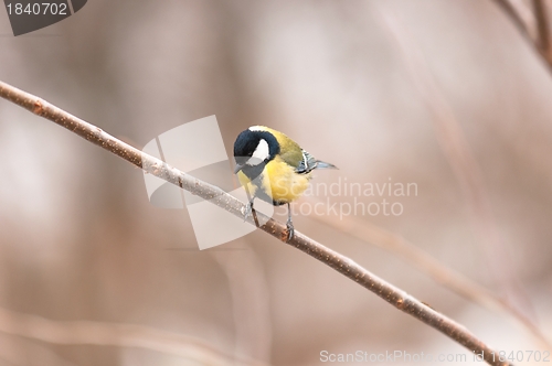 Image of Small bird sitting on branch