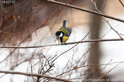 Image of Small bird sitting on branch