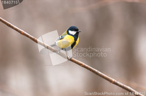 Image of Small bird sitting on branch