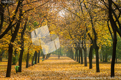 Image of Autumnal photo in a forest