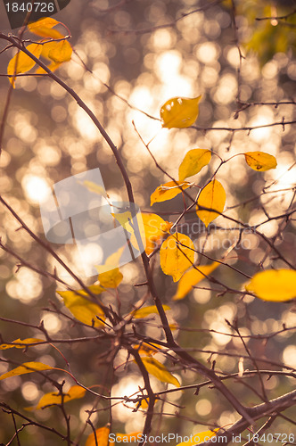 Image of Autumnal photo in a forest
