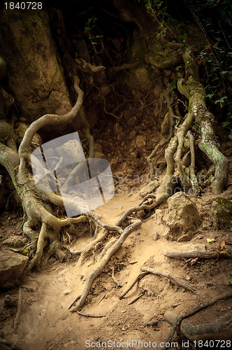 Image of Roots of a tree