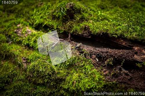 Image of Moss on tree trunk