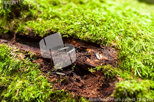 Image of Moss on tree trunk