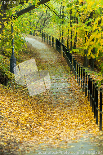 Image of Autumnal photo in a forest