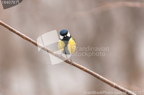 Image of Small bird sitting on branch