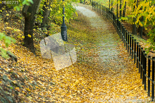 Image of Autumnal photo in a forest