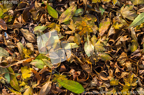 Image of Closeup of some autumnal leaves