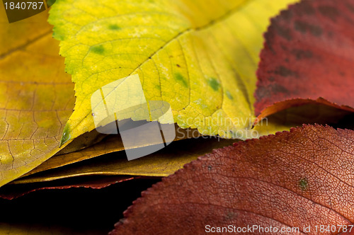 Image of Closeup of some autumnal leaves