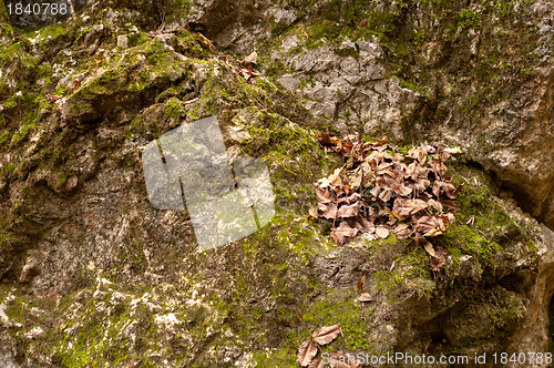 Image of Green moss on stones