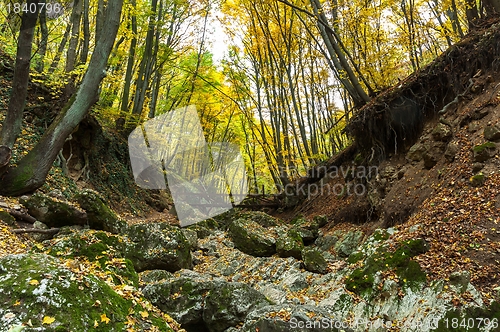 Image of Autumnal photo in a forest